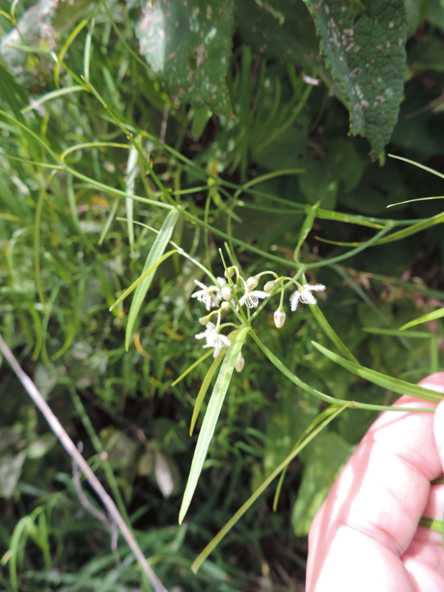 Sivun Periploca linearifolia Dillon & A. Rich. kuva