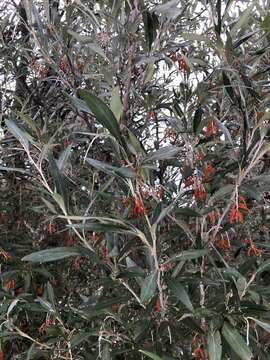 Image of Grevillea victoriae subsp. victoriae