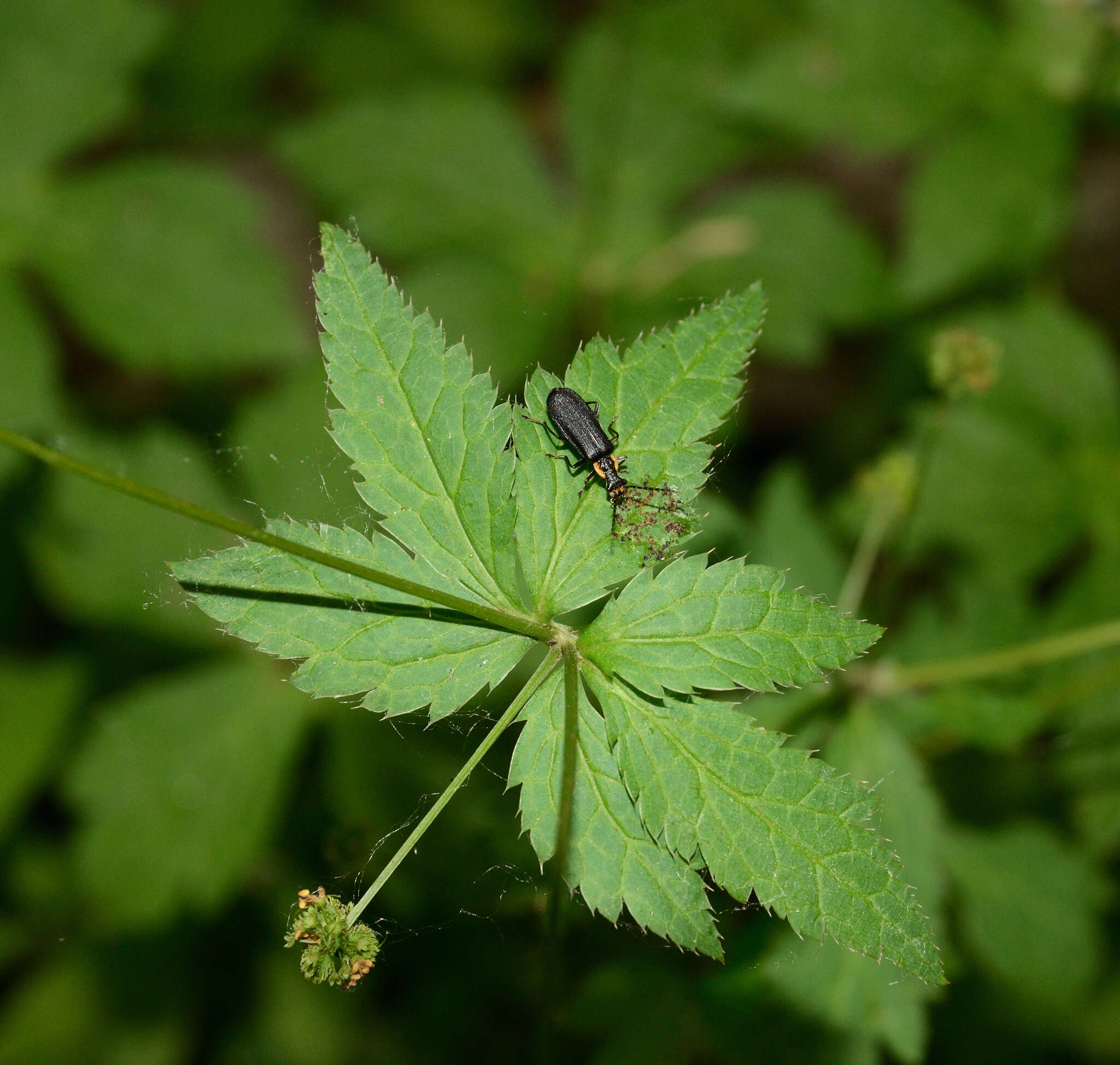 Image of Sanicula canadensis var. canadensis