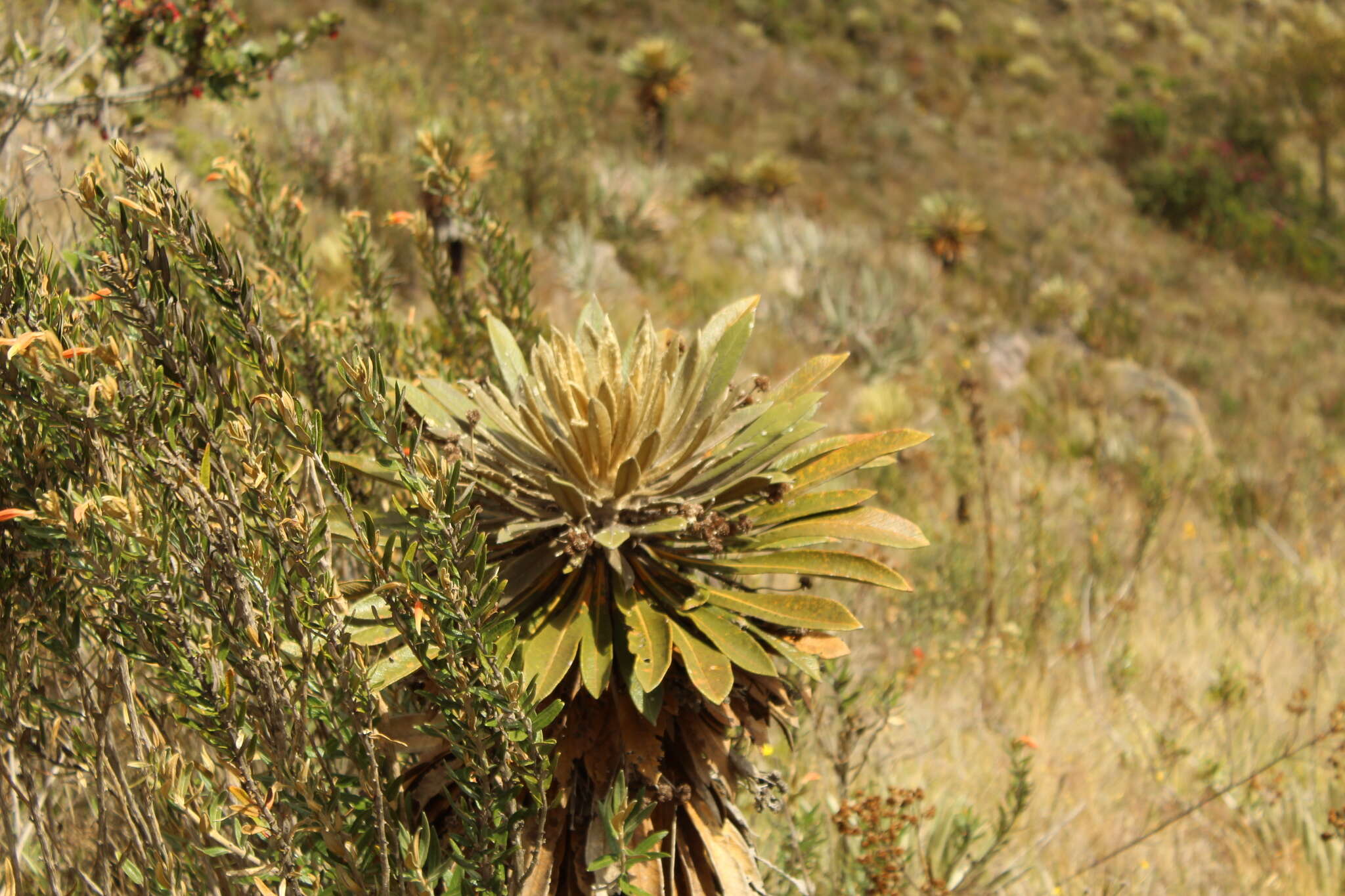 Image of Espeletiopsis guacharaca (Diaz) J. Cuatrec.