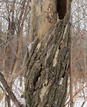 Image of Dutch elm disease