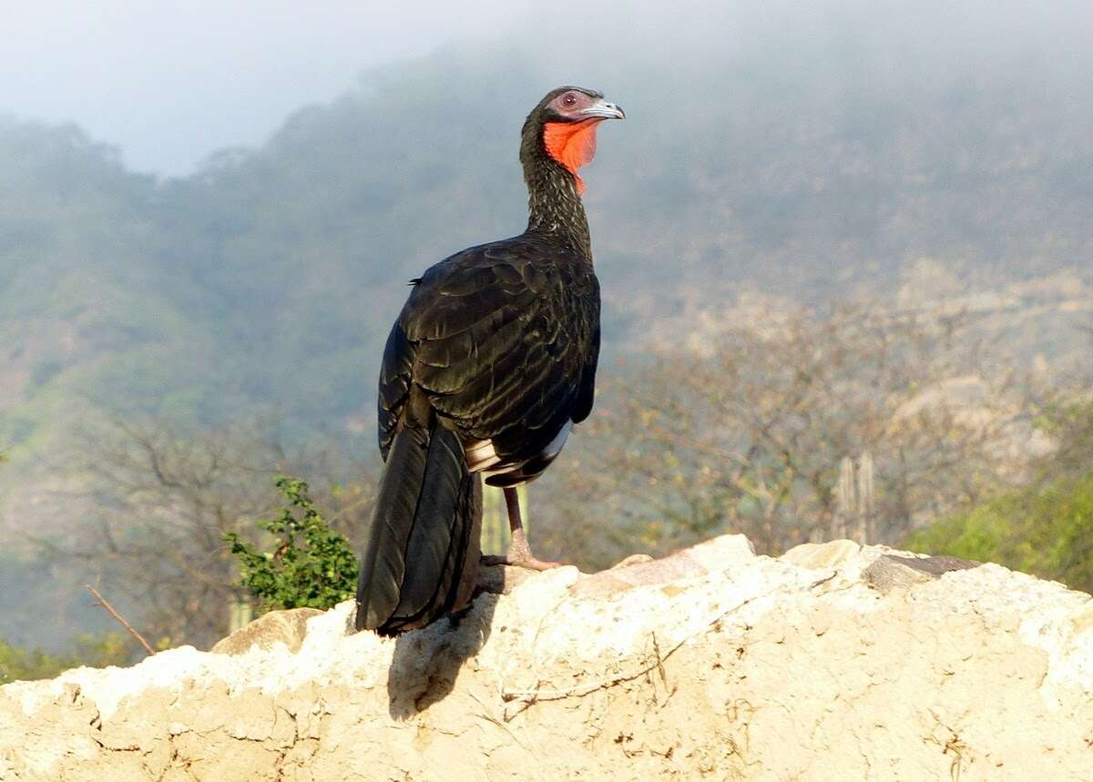 Image of White-winged Guan