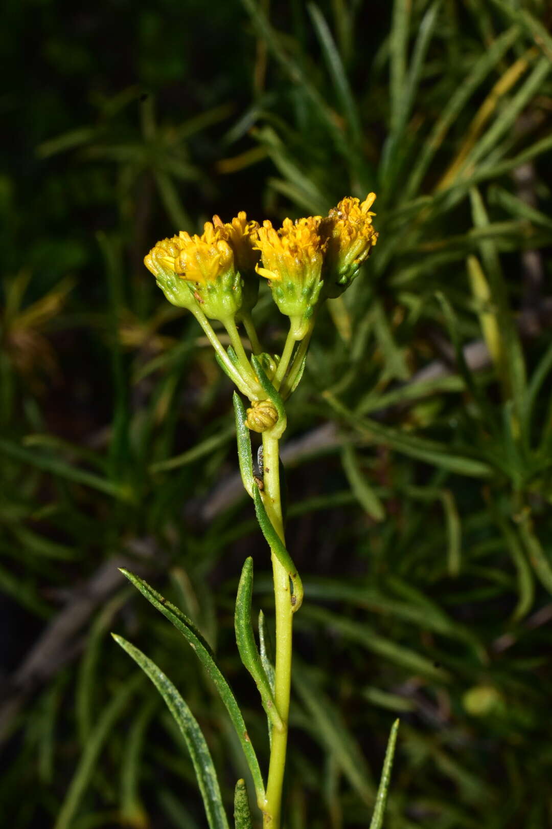 Plancia ëd Encelia stenophylla Greene