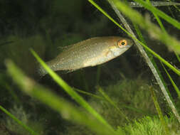 Image of Grey Wrasse