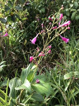 Image of Strobilanthes hamiltoniana (Steudel) J. Bosser & H. Heine