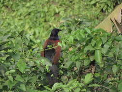 Imagem de Centropus sinensis (Stephens 1815)