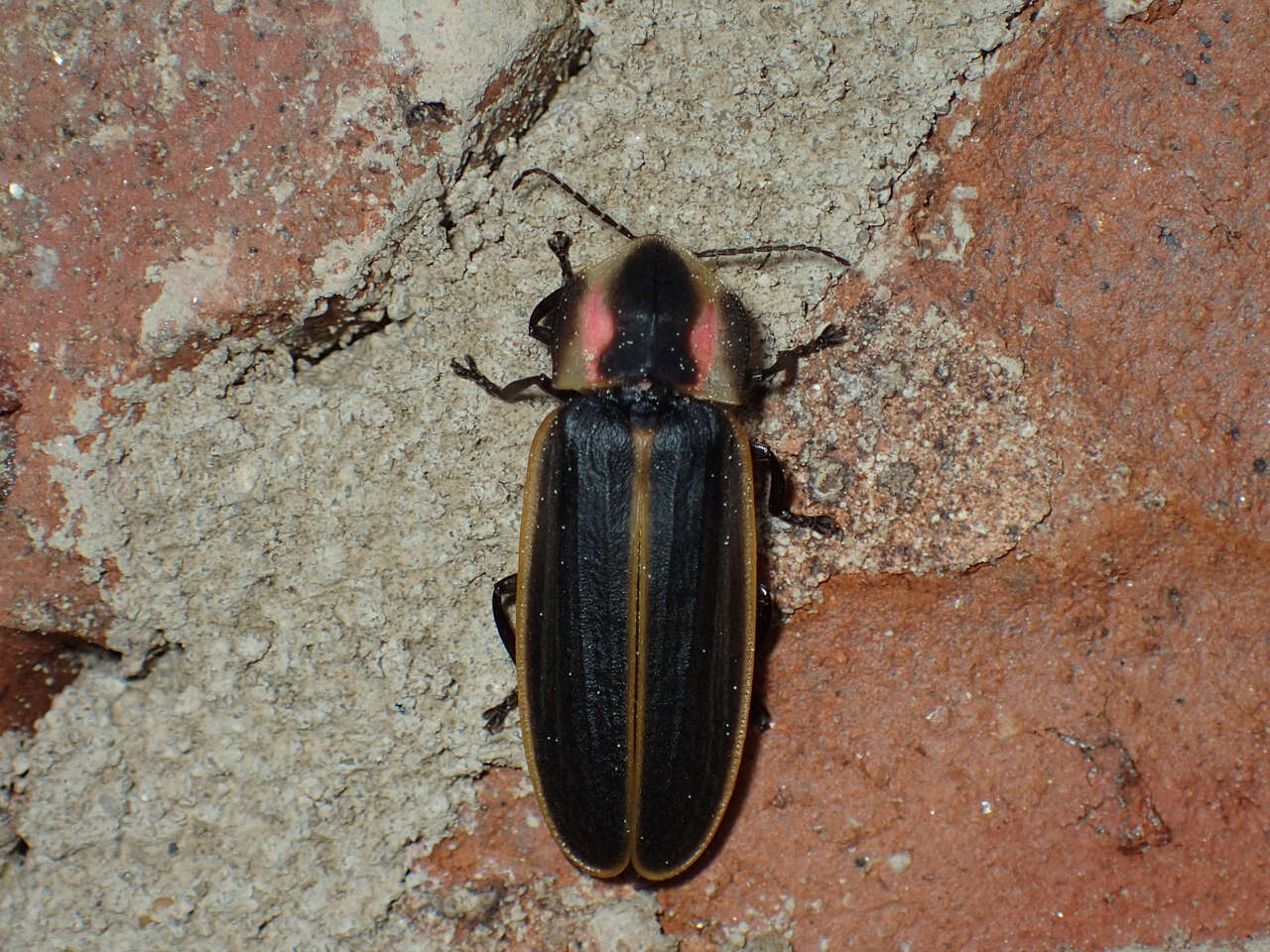 Слика од Pyractomena borealis (Randall 1828)