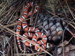 Image of California Mountain Kingsnake