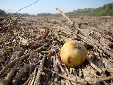 Plancia ëd Malus sylvestris subsp. orientalis (Uglitzk.) Browicz