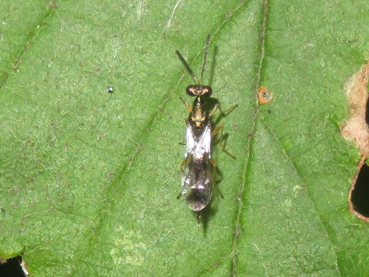 Image of Gastracanthus pulcherrimus Westwood 1833