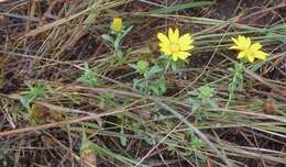 Image of Texas sleepydaisy