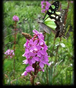 Image of Stylidium armeria subsp. armeria