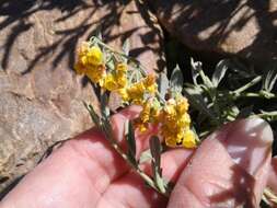 Image of Hermannia holosericea Jacq.