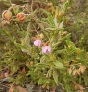 Image of Thomasia petalocalyx F. Müll.