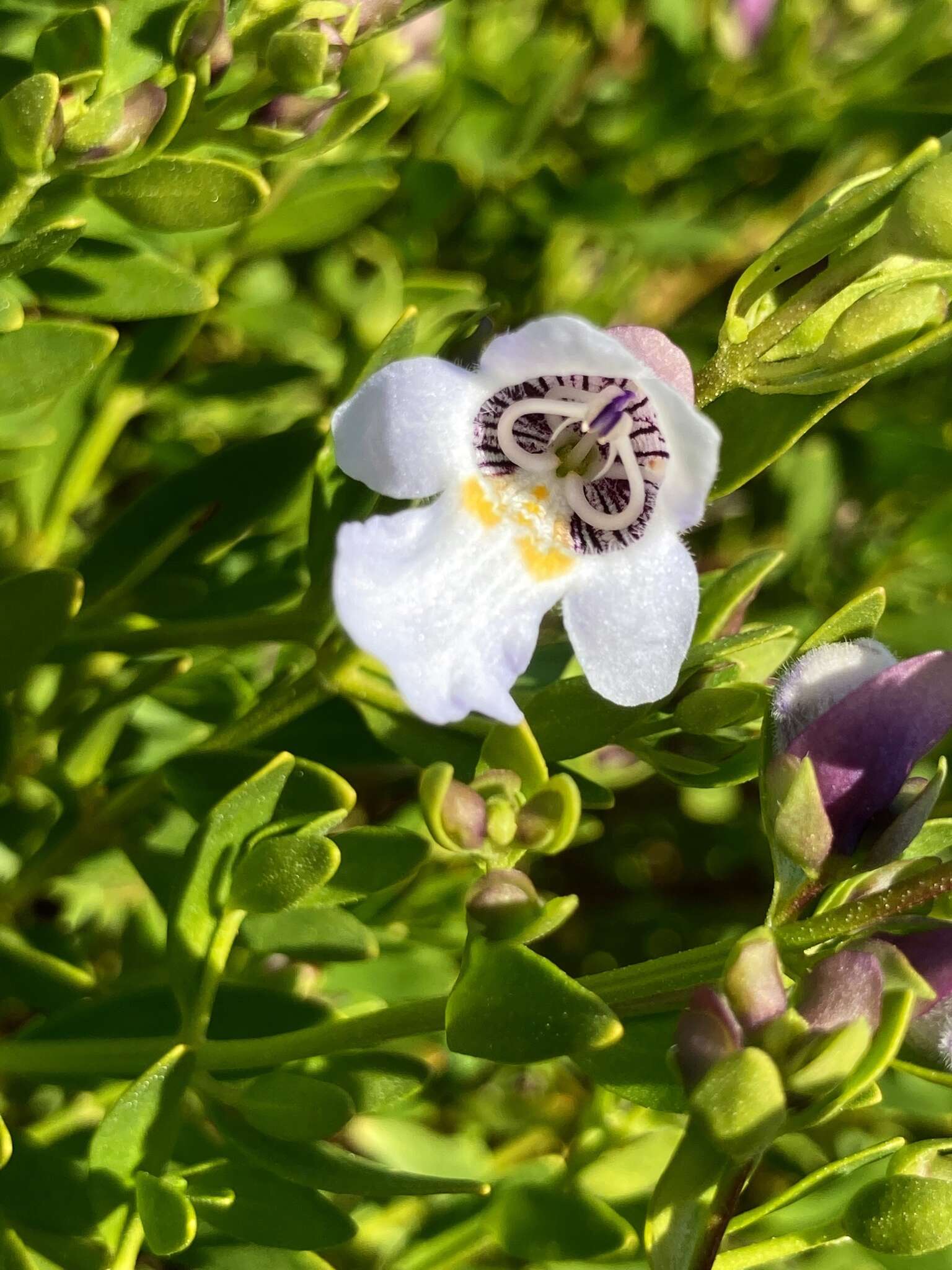 Imagem de Prostanthera striatiflora F. Muell.