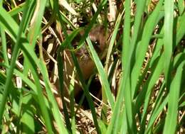 Image of least weasel