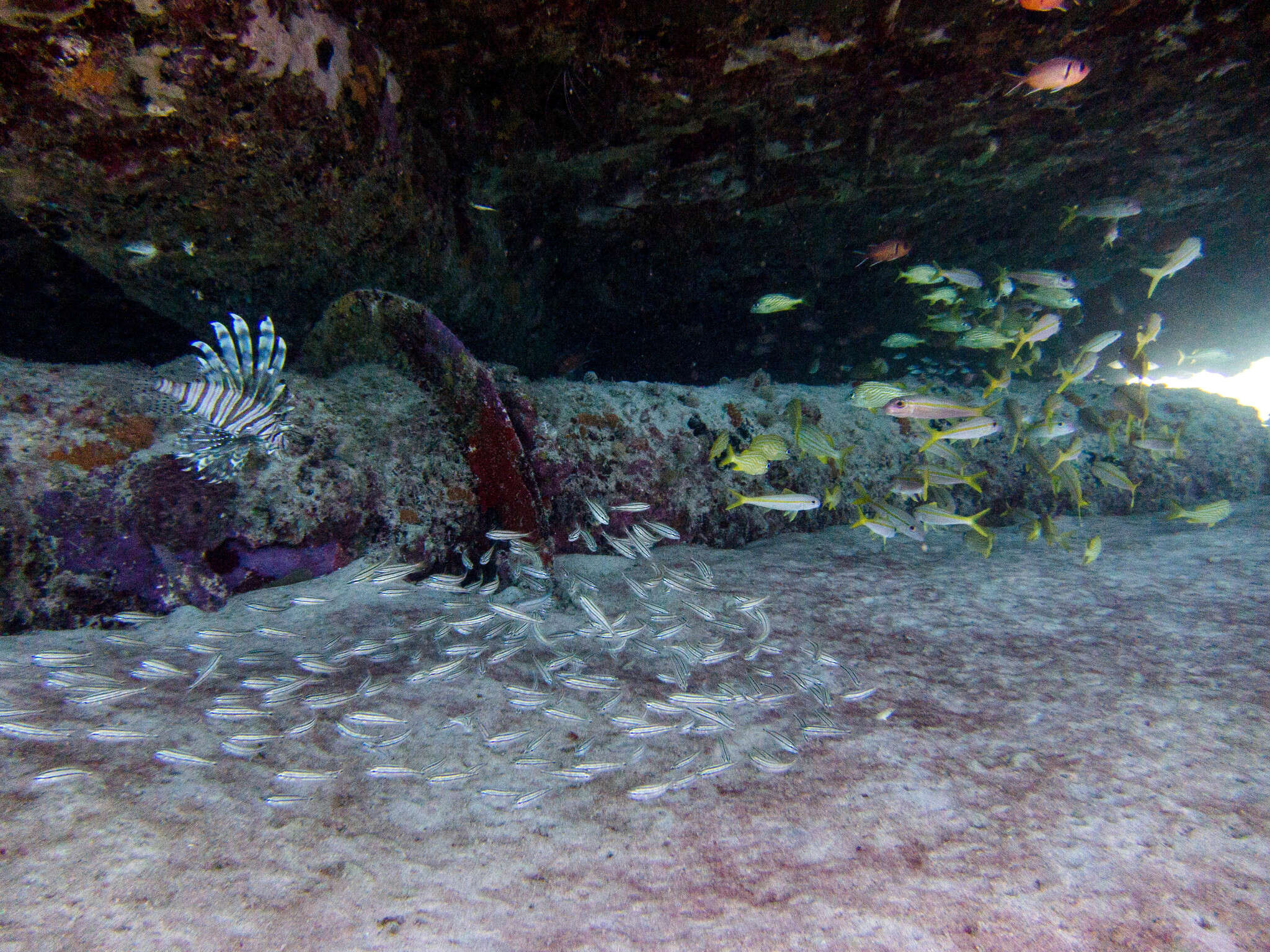 Image of Big-eyed Squirrelfish