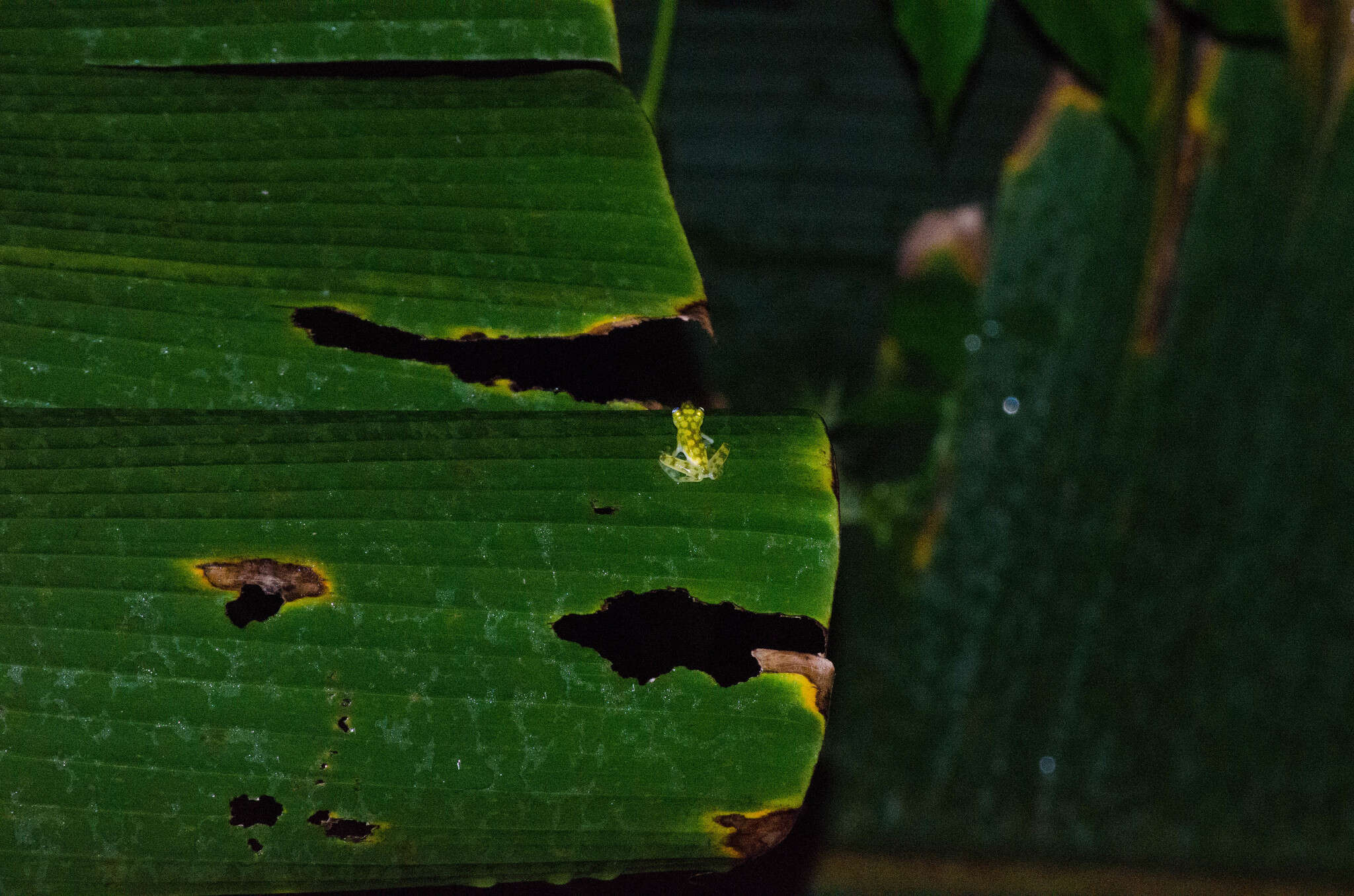 Image of La Palma Glass Frog