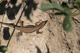 Image of Phoenicolacerta troodica (Werner 1936)