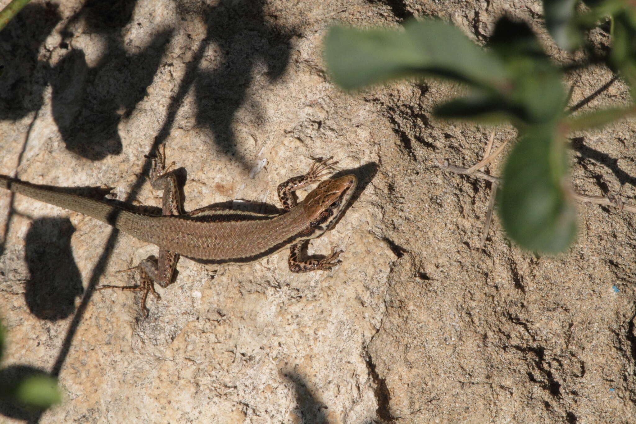 Image of Phoenicolacerta troodica (Werner 1936)