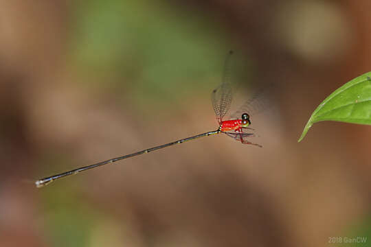 Amphicnemis gracilis Krüger 1898 resmi