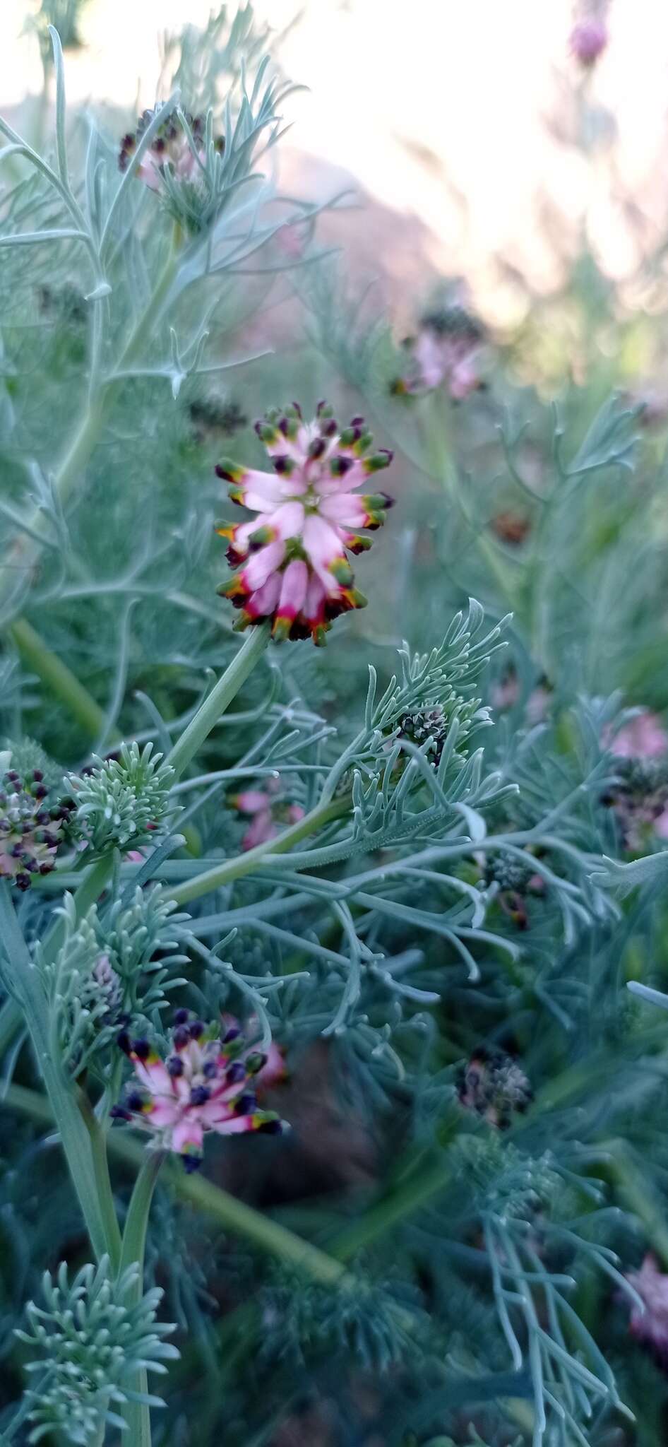 Imagem de Platycapnos spicata (L.) Bernh.