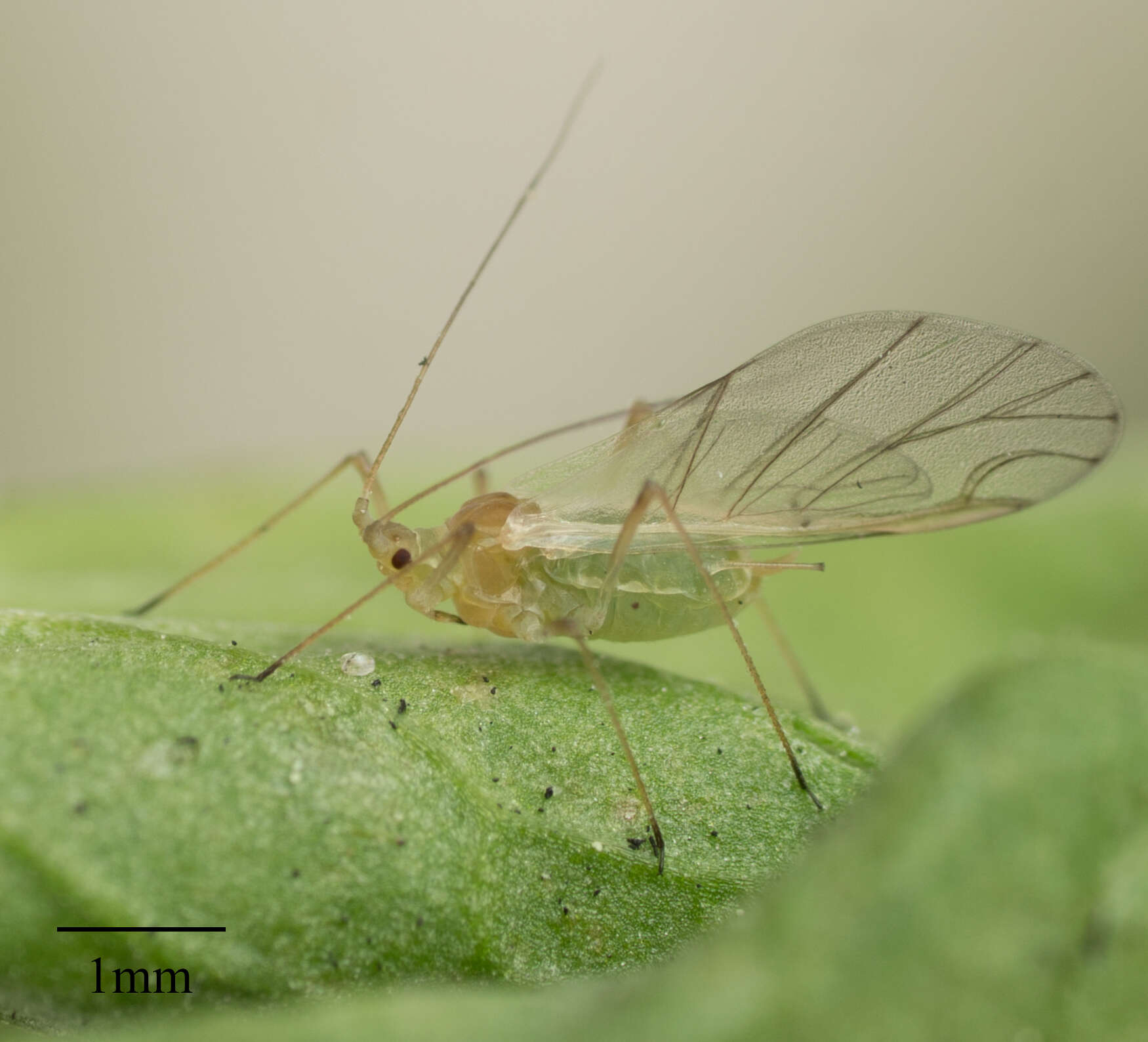 Image of Aphid