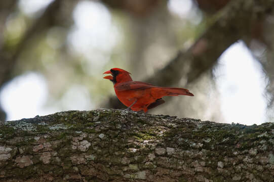 Imagem de Cardinalis cardinalis floridanus Ridgway 1896