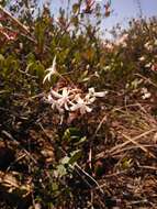 Image of Ancylobothrys capensis (Oliv.) Pichon