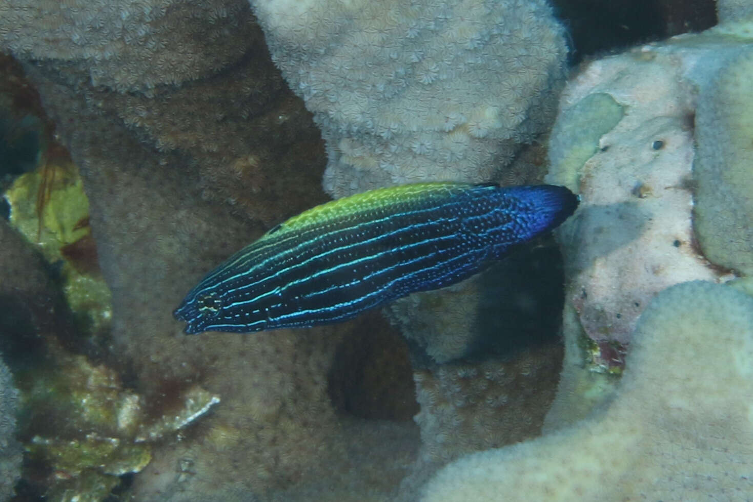 Image of Blacklobe wrasse