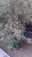 Image of Canary Island tamarisk