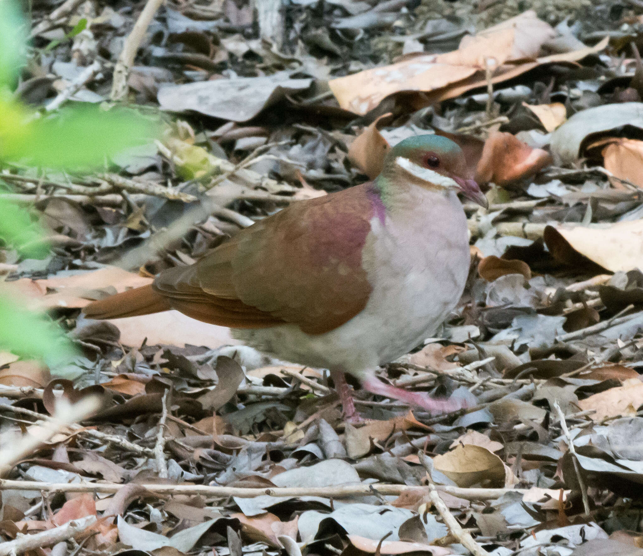 Image of Key West Quail-Dove