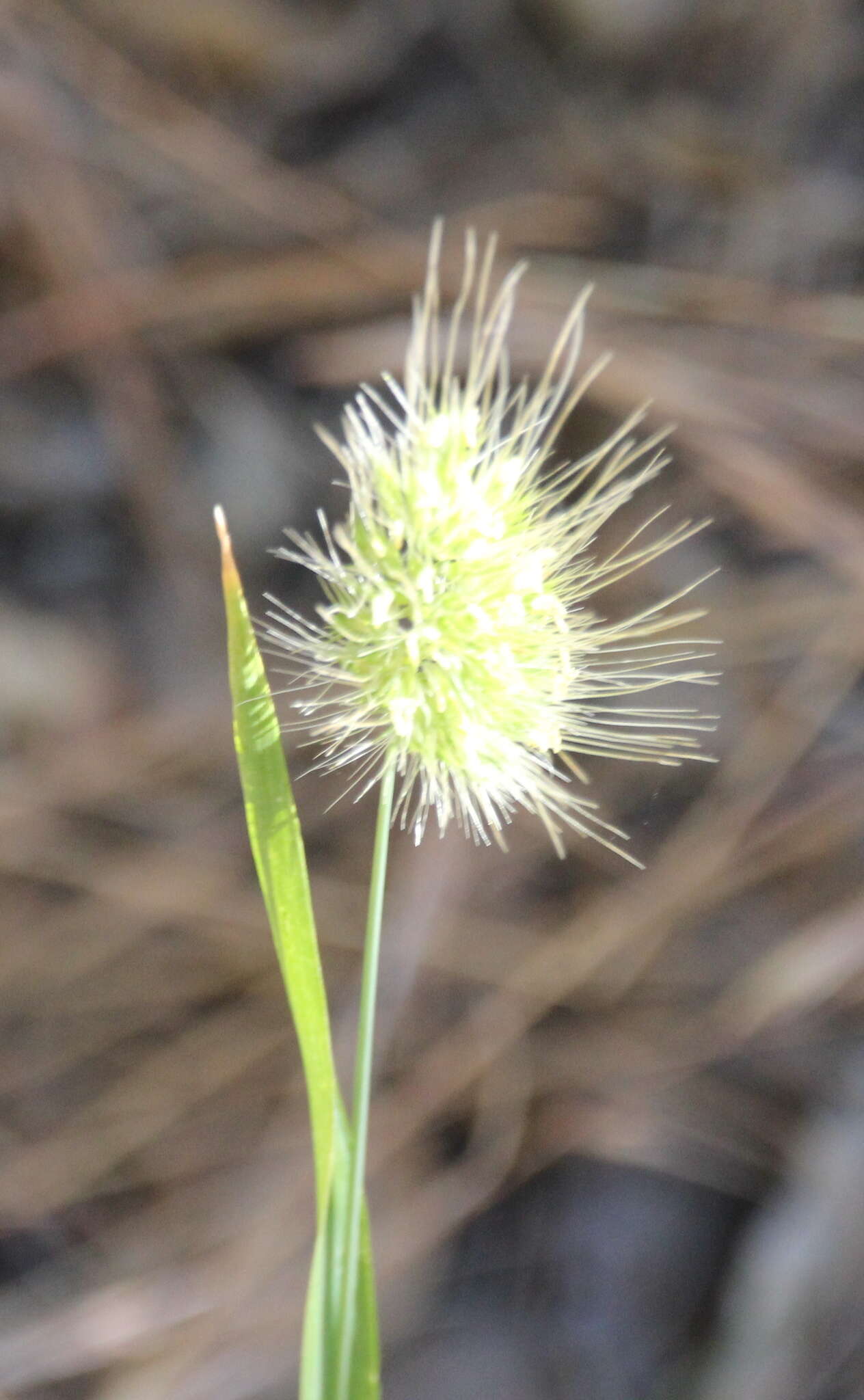 Image of Bristly dogstail grass