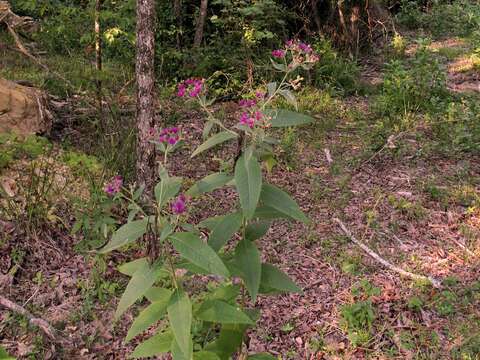 Image of Baldwin's ironweed