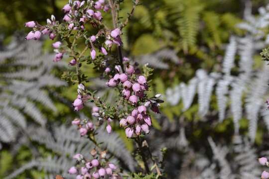 Image of Erica hirta Thunb.