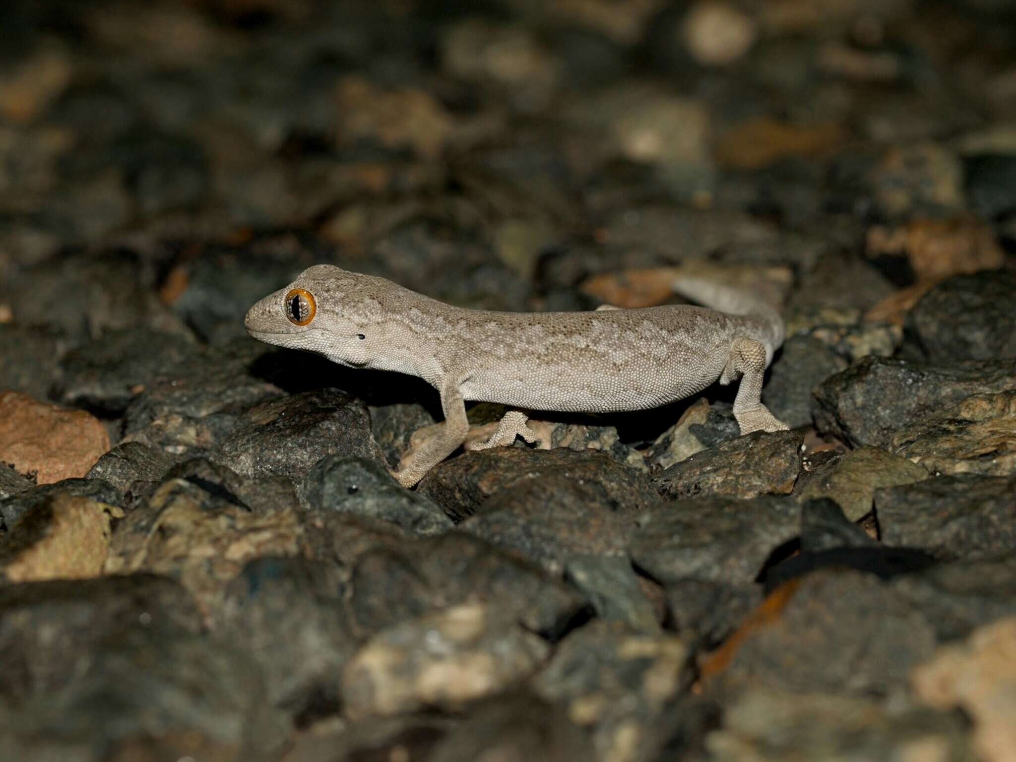 Image of Exmouth Spiny-tailed Gecko