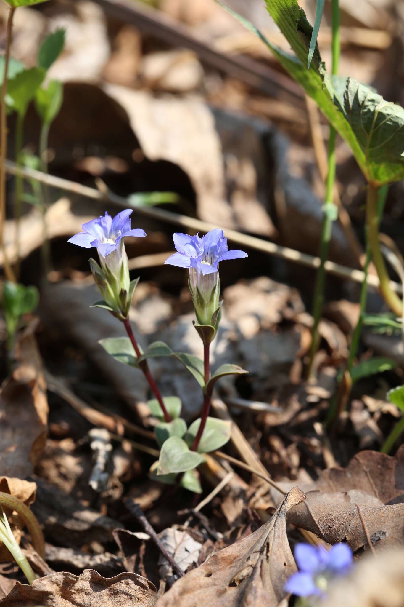 Image of Gentiana zollingeri Fawcett