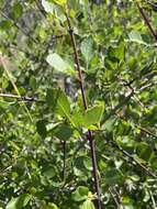 Image of California ash