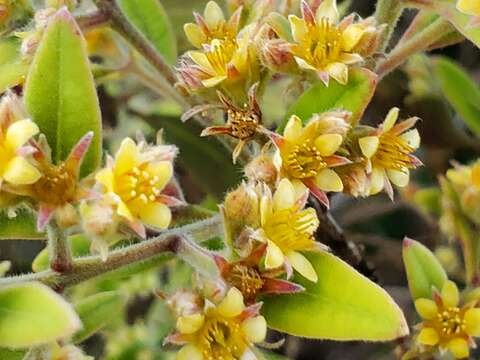 Image of Cloezia floribunda Brongn. & Gris