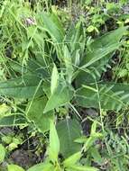 Image de Silphium mohrii Small