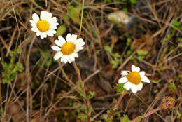 Image of Anthemis tigreensis J. Gay ex A. Rich.