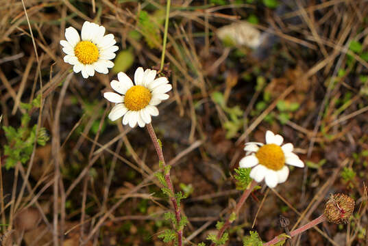 Image of Anthemis tigreensis J. Gay ex A. Rich.