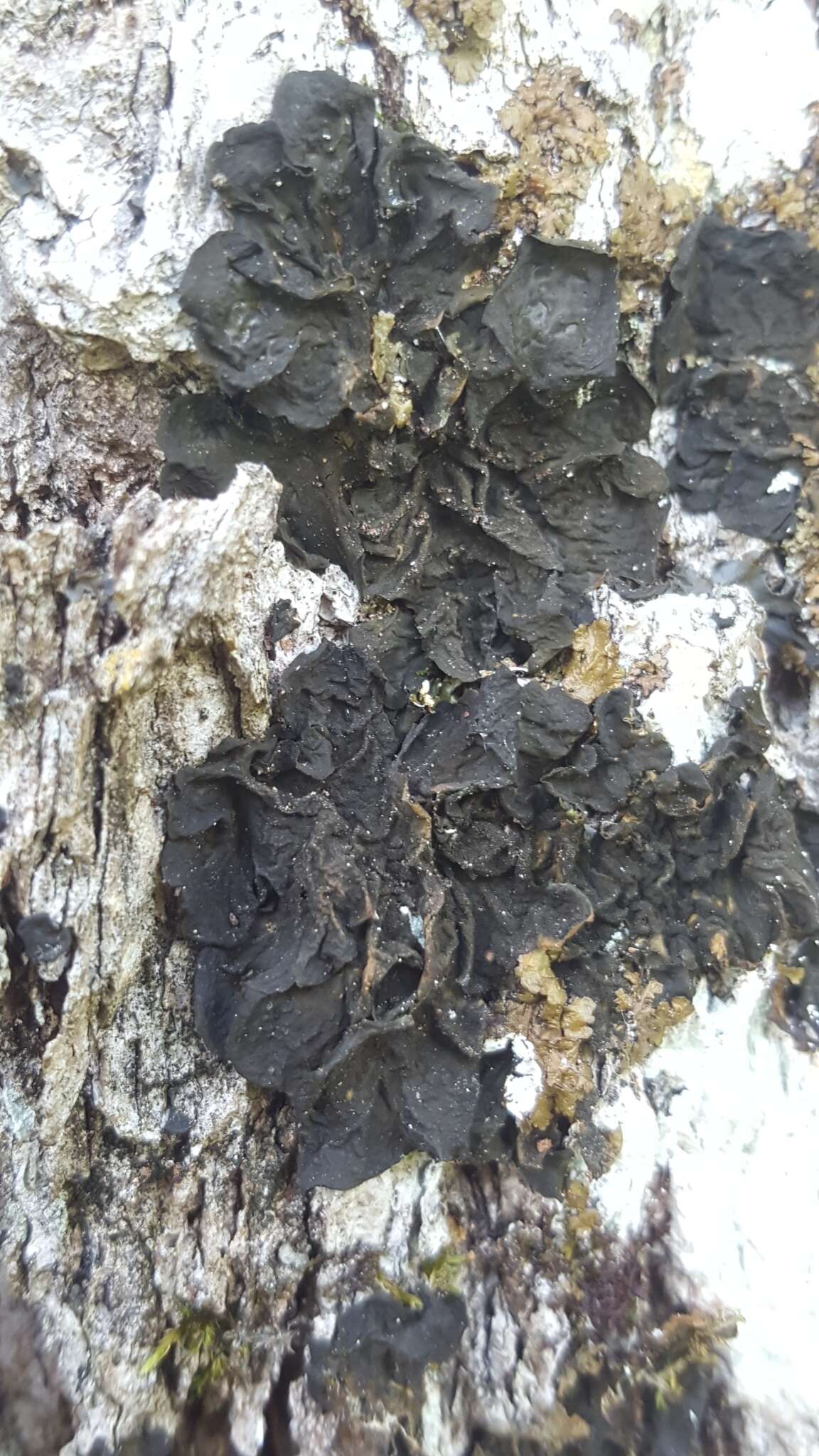 Image of jelly lichen