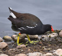 Image of Common Moorhen