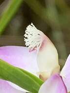 Image of Polygala langebergensis Levyns