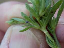 Image of seaside petunia