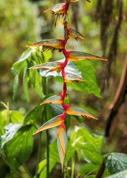 Image of Heliconia griggsiana L. B. Sm.