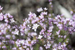 Image of Boronia pilosa subsp. pilosa