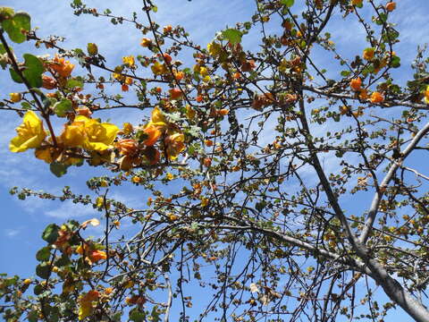 Imagem de Fremontodendron mexicanum Davidson