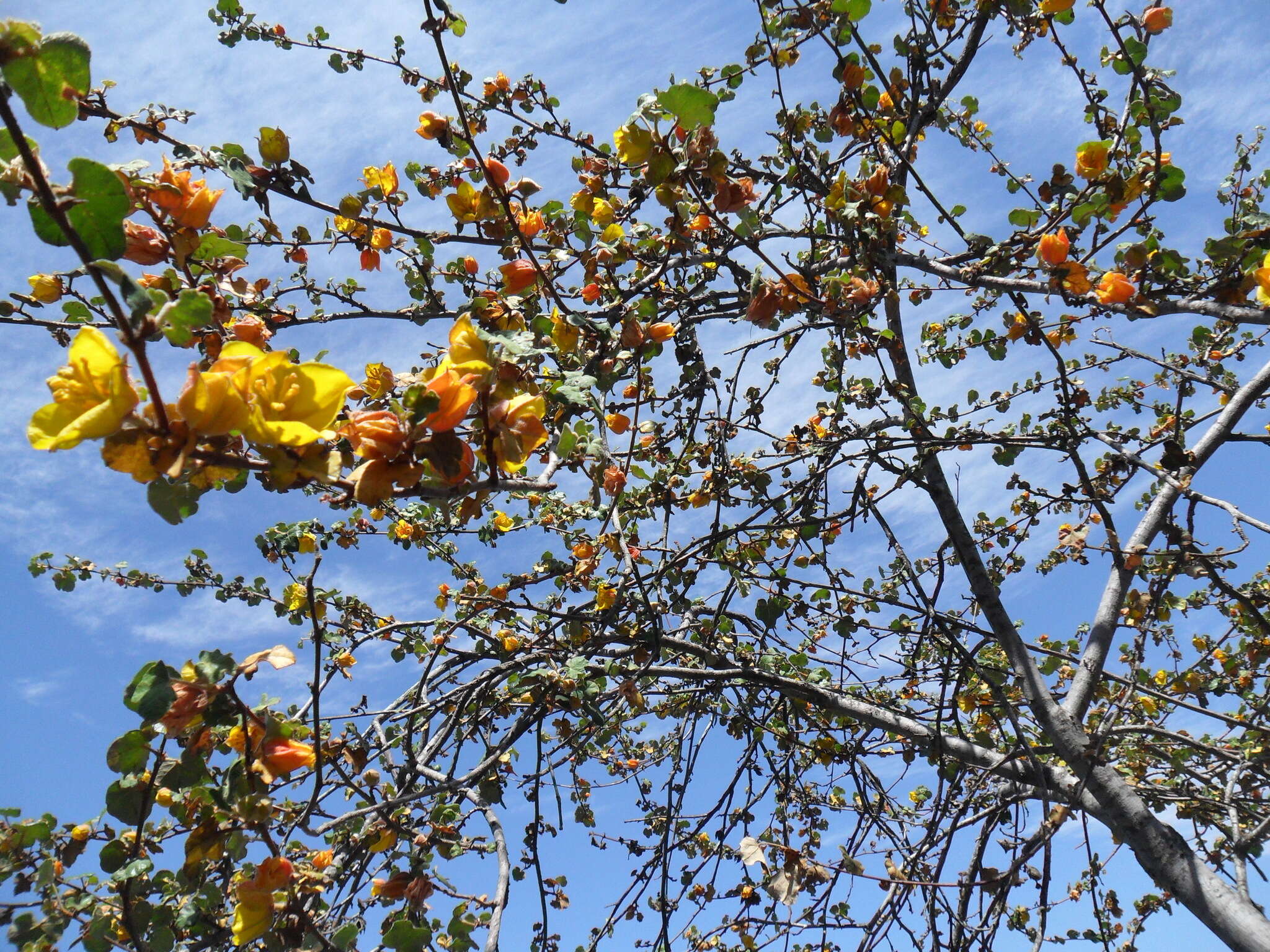 Image of Mexican flannelbush